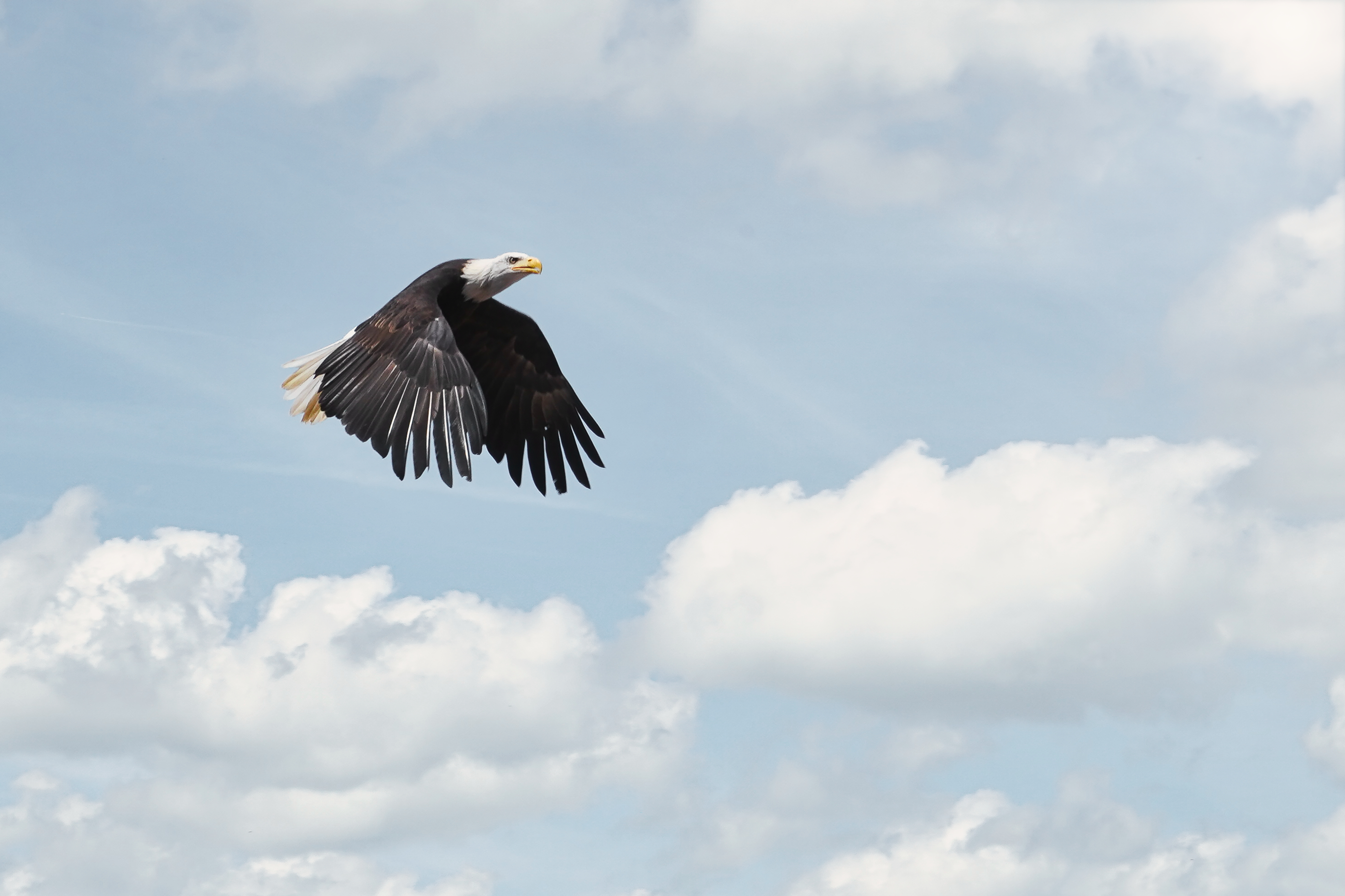Aigle majestueux en vol, photographie d'art